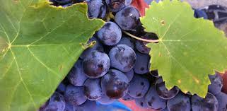 Best Perricone wines in Sicily – ViniDiSicilia.blog